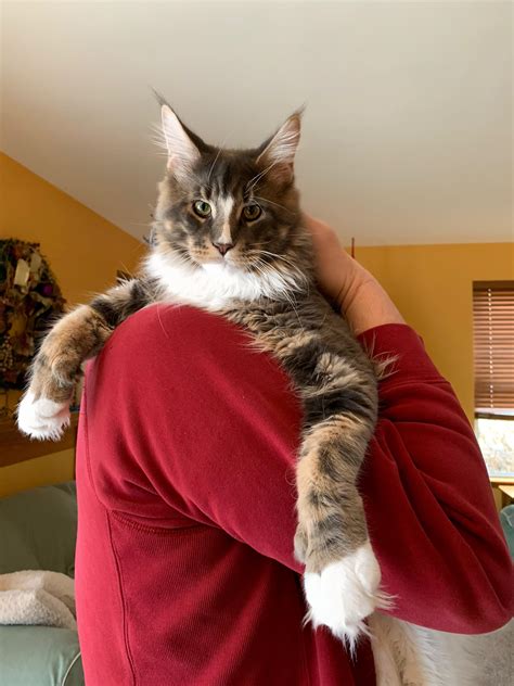 Adopt a rescue cat through PetCurious. . Maine coon adoption chicago